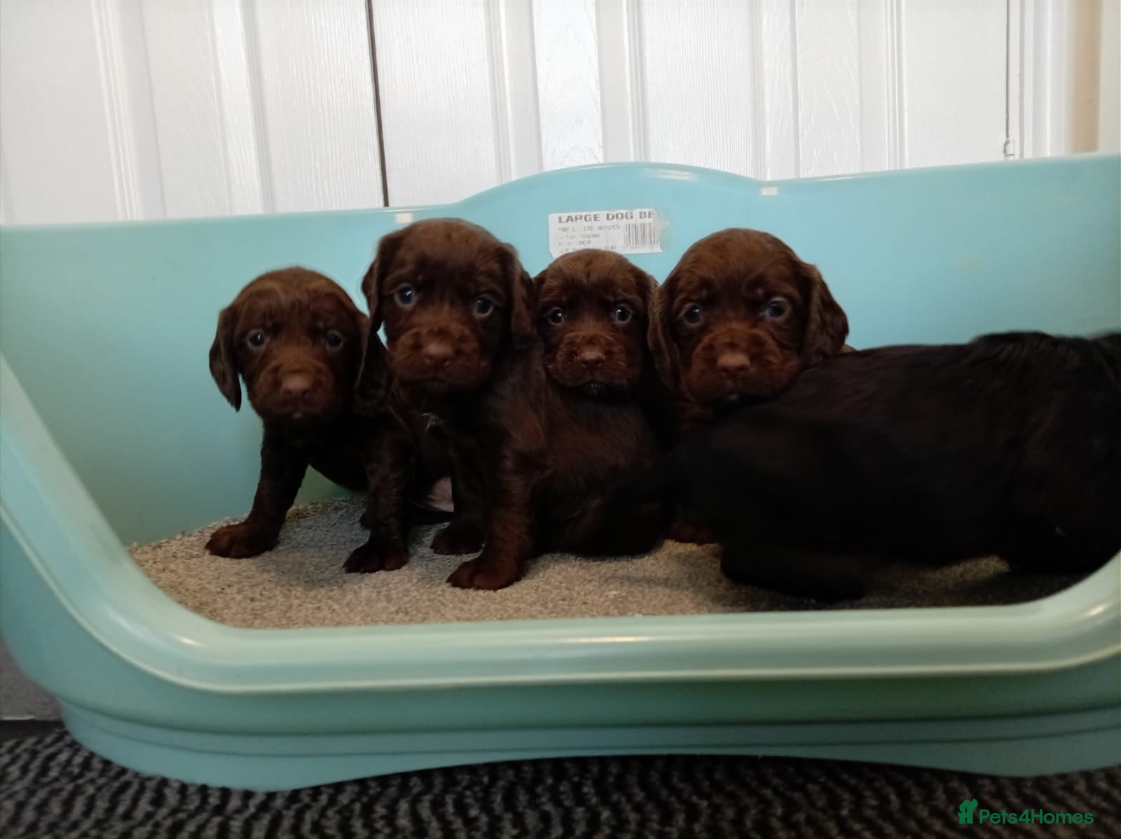 Cocker Spaniel dogs DNA tested cocker spaniels - Advert 4
