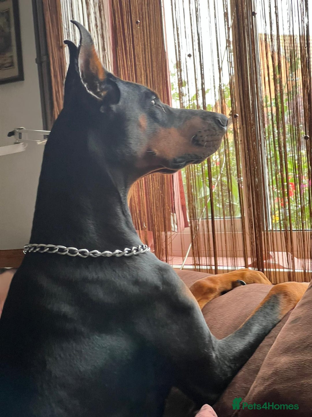 Dobermann dogs for sale: Beautiful Doberman puppies 3 boys 3 girls for sale - Image 32