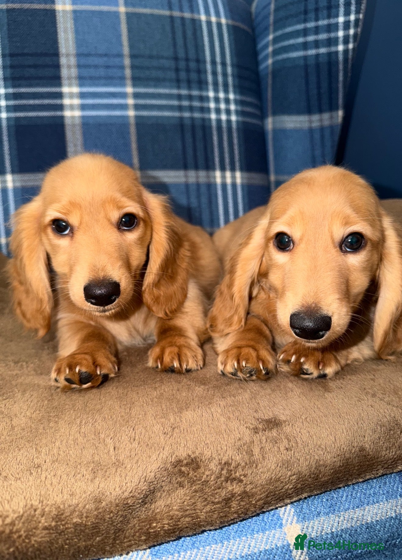 Miniature Dachshund dogs 🧡💛Stunning Longhaired Dachshund Puppies💛🧡 - Advert 10