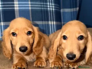 Miniature Dachshund dogs 🧡💛Stunning Longhaired Dachshund Puppies💛🧡 - Advert 10