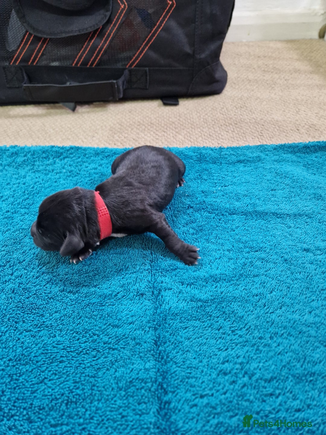 Mixed Breed dogs for sale: Pups for new homes - Advert 6