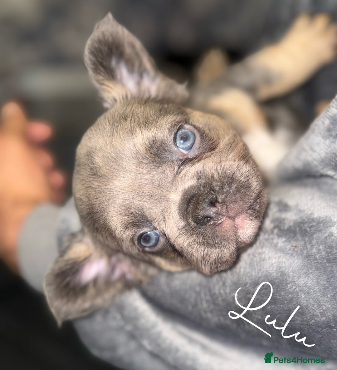 French Bulldog dogs for sale: Fluffy & testable frenchies - Advert 8