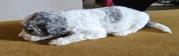 Cockapoo dogs for sale: F1b Cockapoos incl. Merle and Roans - Advert 31