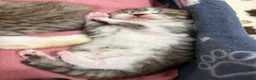Mixed Breed cats for sale: Beautiful Bengal Cross Maine Coon Babies  - Advert 8