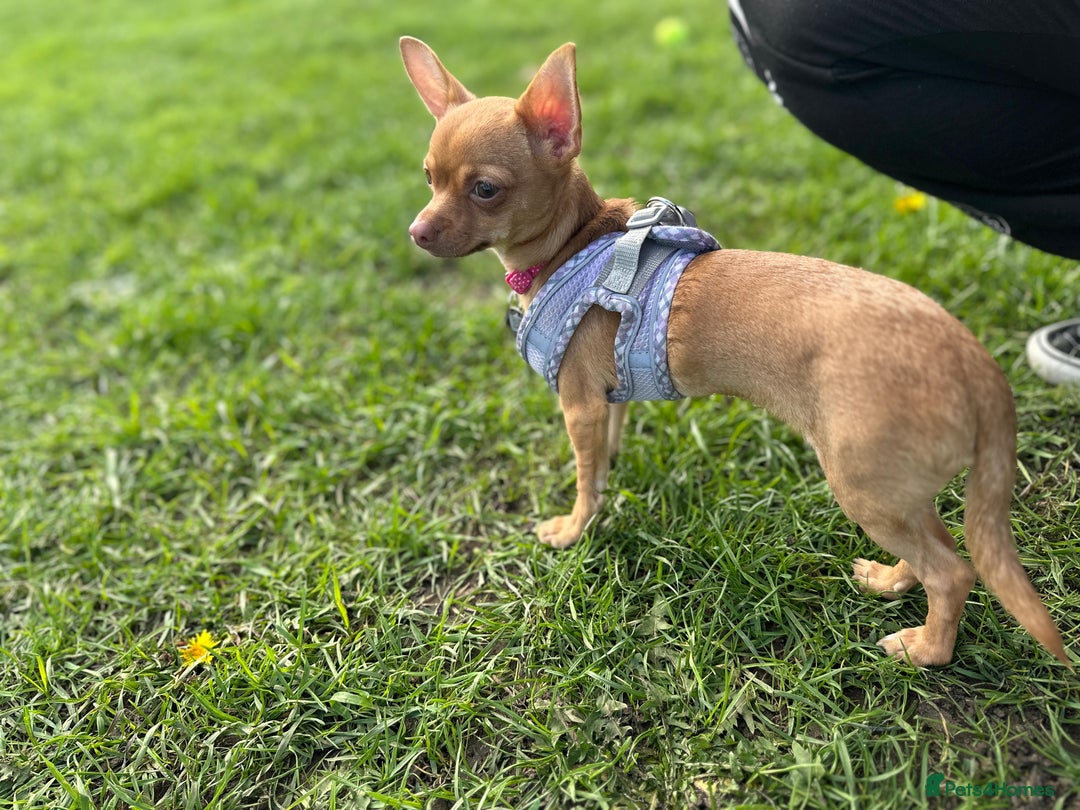 Chihuahua dogs for sale: Female chihuahua pup - Image 4