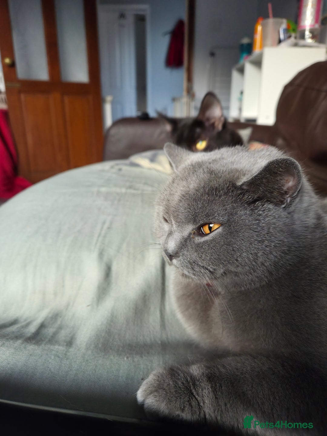 British Shorthair cats for sale: Beautiful british blue male  - Image 3