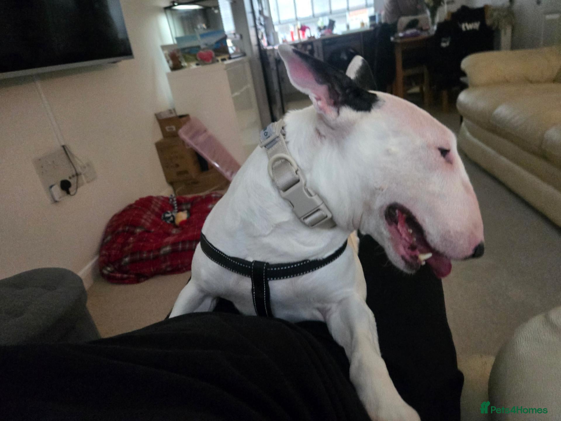 Bull Terrier dogs English bull terrier  4 years old - Advert 9