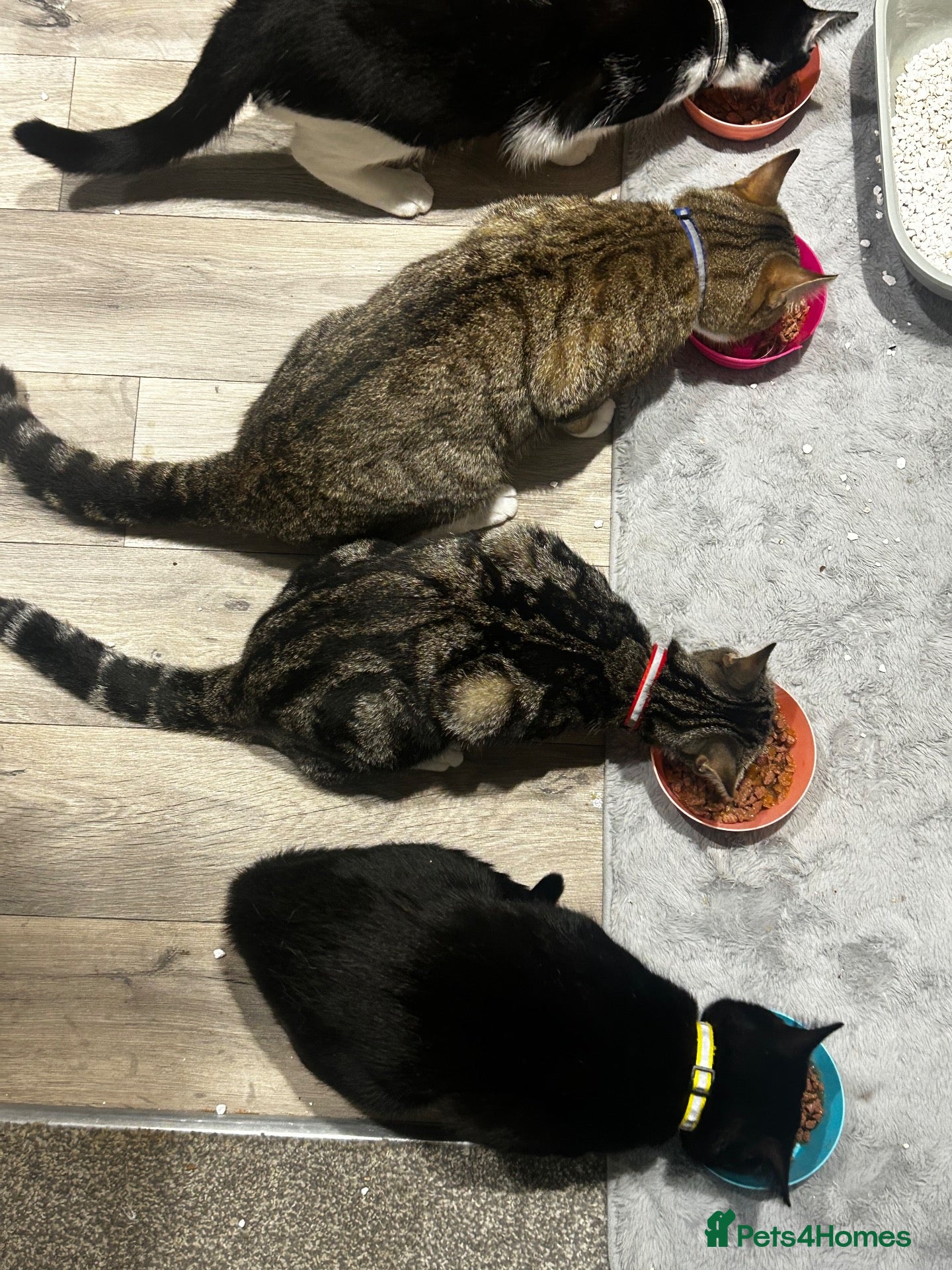 Mixed Breed cats All cats free to good home  - Advert 3