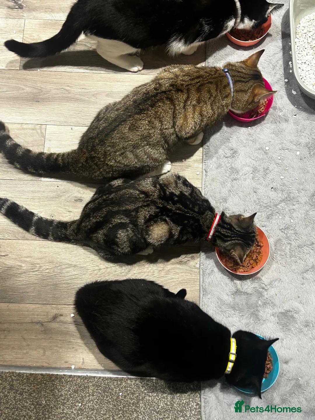 Mixed Breed cats for sale: All cats  **   in Bury - Advert 1