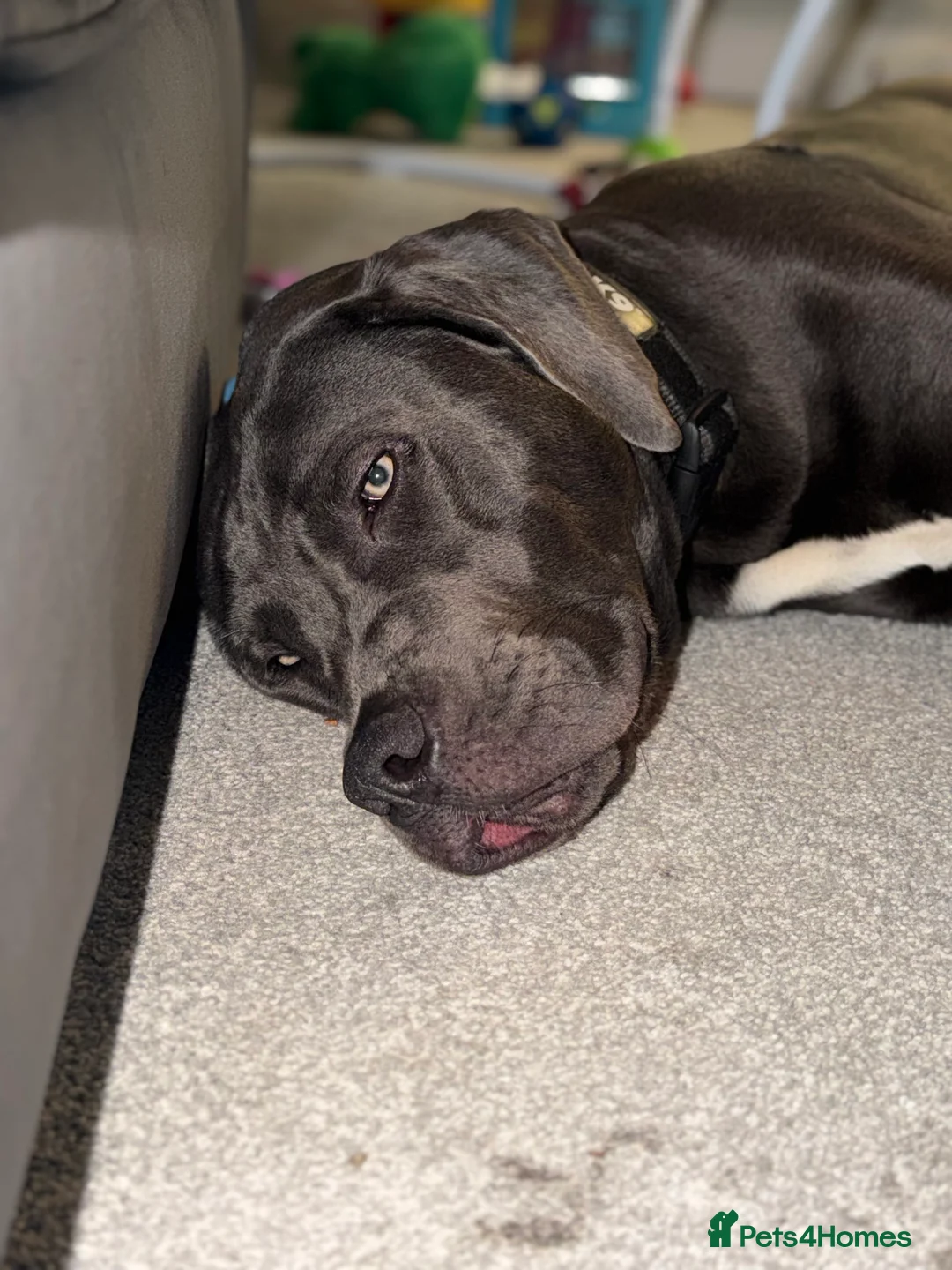 Cane Corso dogs for sale: 8 months old cane corso male  - Advert 7