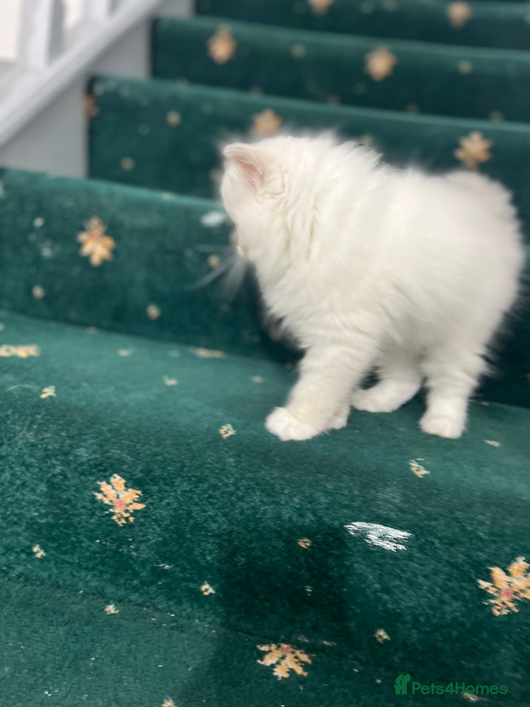 Ragdoll cats for sale: Extremely white Ragdoll boy! - Image 11