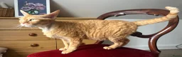 Devon Rex cats for sale: 🐾 Mother and son cats looking for a loving home  in Ramsgate - Advert 2