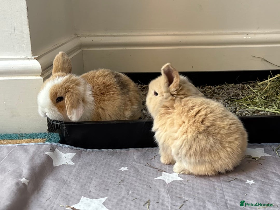 Mini Lop rabbits for sale: Pure mini lop babies - Advert 6