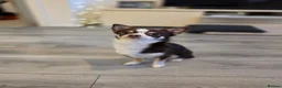 Chihuahua dogs for stud: Reggie-Quality Stud (Champion Breeding Background) - Advert 4