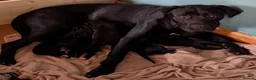 Cane Corso dogs for sale: Cane corso puppies - Advert 19