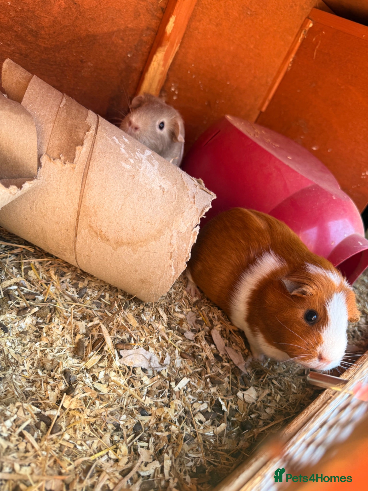 Guinea Pig rodents 3 female guinea pigs  - Advert 1