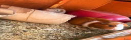 Guinea Pig rodents for sale: 3 female guinea pigs  - Advert 1