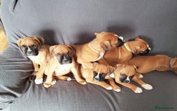Boxer dogs for sale: Gorgeous Chunky Boxer Puppies  - Image 5