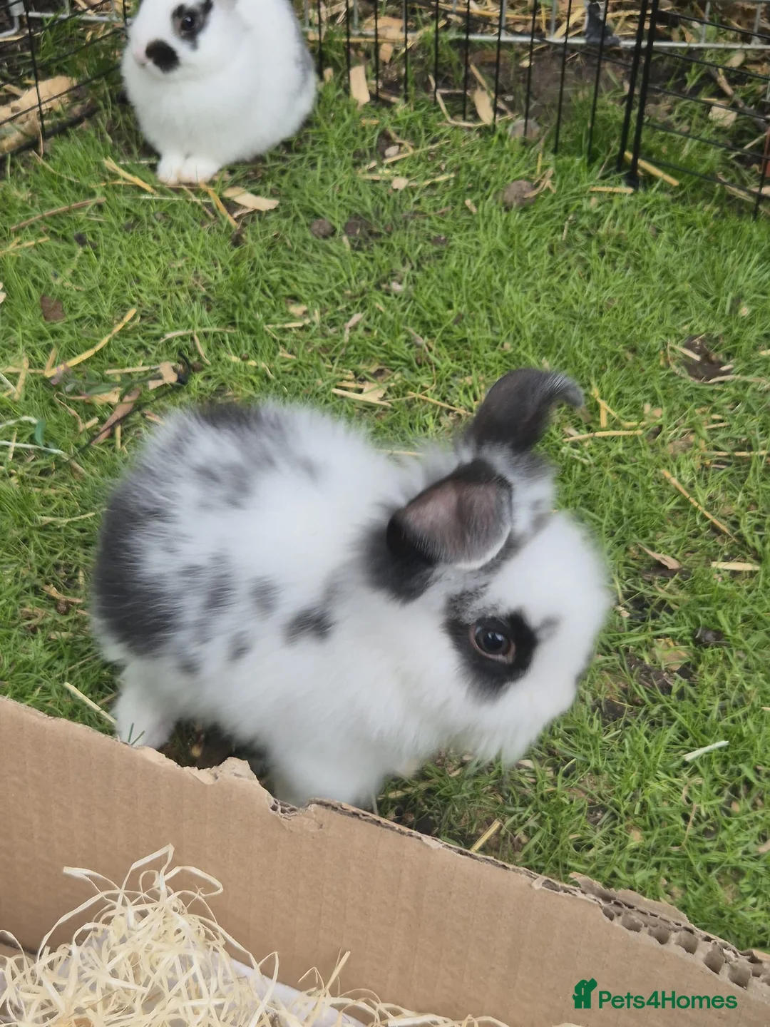 Mixed Breed rabbits for sale: Babies for sale - Advert 2