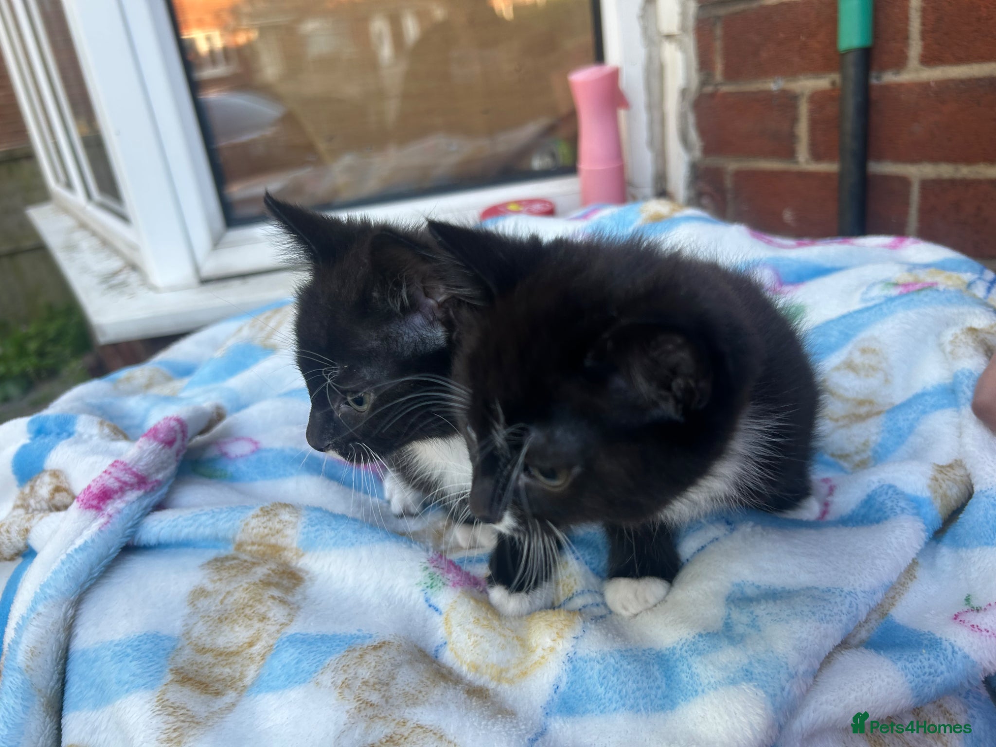Mixed Breed cats Two beautiful kittens - Advert 1
