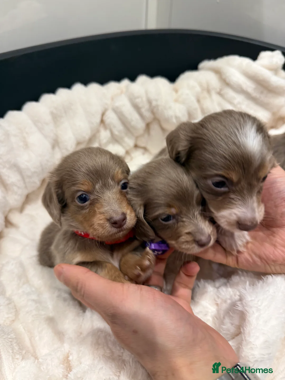 Miniature Dachshund dogs for sale: Stunning KC litter of Longhaired Minnies  - Advert 14