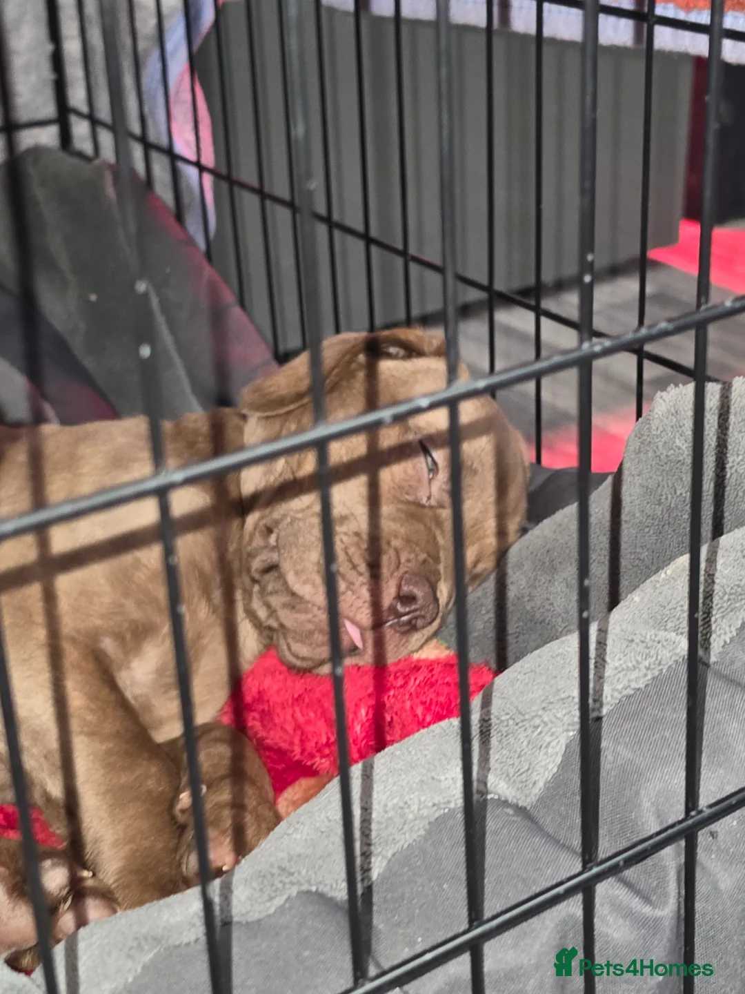 Mixed Breed dogs for sale: Dogue de bordeaux x American Bulldog in Wigan - Advert 2