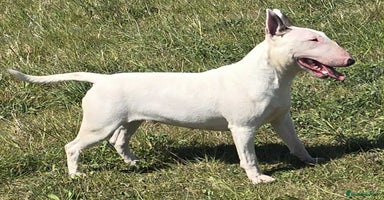 Miniature Bull terrier dogs - Advert 8