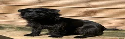 Mixed Breed dogs for sale: Patterdale x Lakeland terriers  in Doncaster - Advert 3
