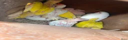Ringnecks birds for sale: Ringneck young ones available  in Leeds - Advert 3