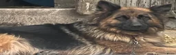 German Shepherd dogs for sale: Stunning family reared German Shepherd pups - Advert 1