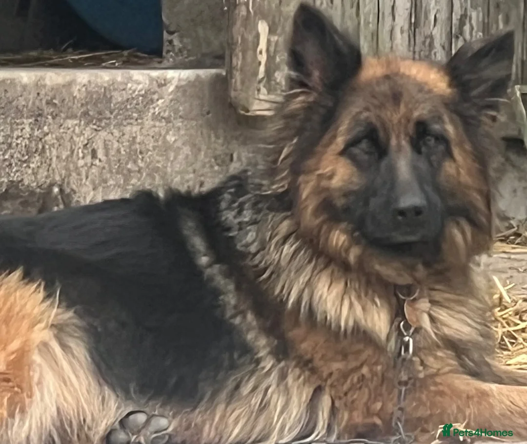 German Shepherd dogs for sale: Stunning family reared German Shepherd pups - Advert 1