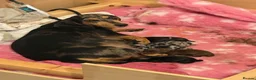 Dachshund dogs for sale: Two Dachshund boy puppies  - Advert 9