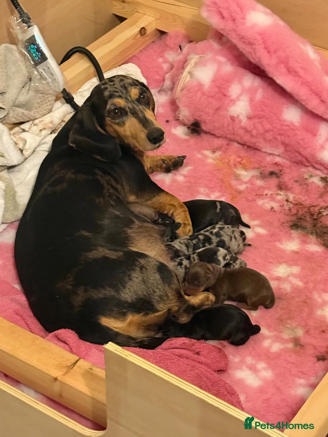 Dachshund dogs for sale: Two Dachshund boy puppies  - Advert 9