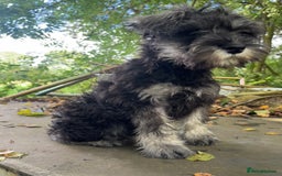 Miniature Schnauzer dogs for sale: KC miniature schnauzer (house trained) - Image 2