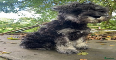 Miniature Schnauzer dogs - Advert 7