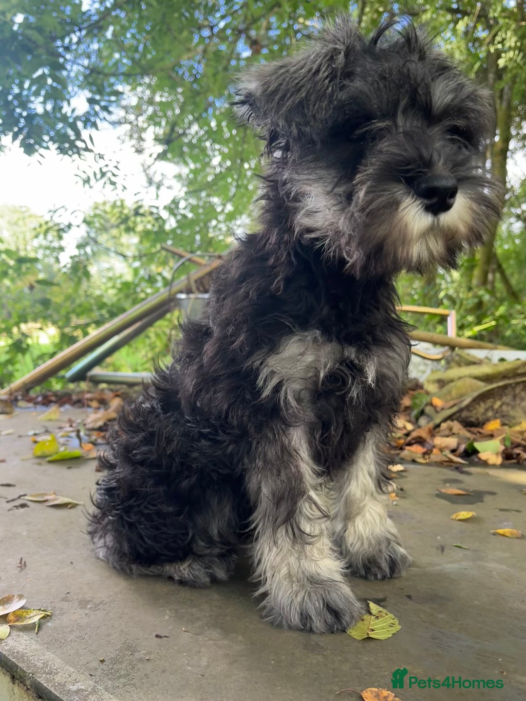 Miniature Schnauzer dogs for sale: KC miniature schnauzer (house trained) - Image 2