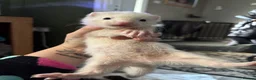 Ferret rodents for sale: ferrets  - Advert 2