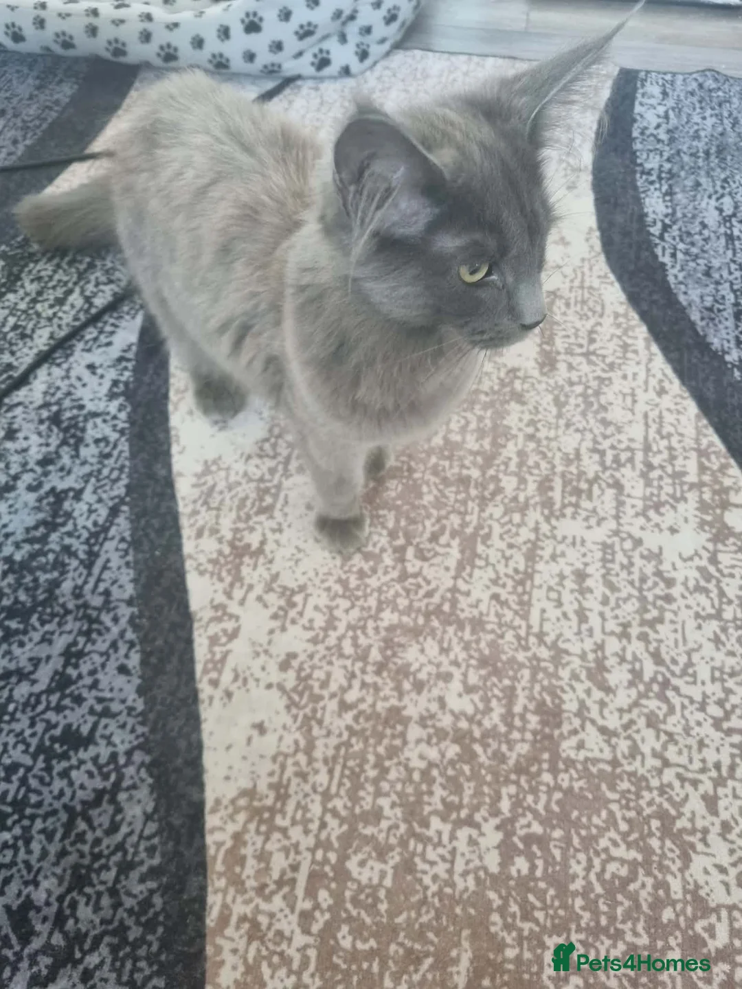Maine Coon cats for sale: Beautiful maincoon  - Advert 2