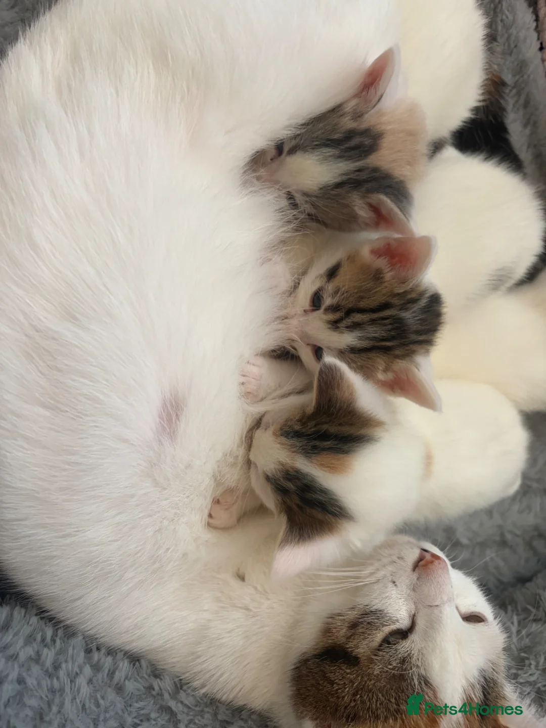 Mixed Breed cats for sale: Beautiful kittens - Advert 16