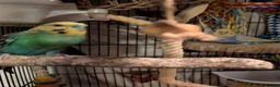 Budgerigars birds for sale: Breeding pair of budgies and cage  in Folkestone - Advert 4