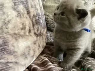 British Shorthair cats GCCF Registered Bi-colour and Blue Kittens - Advert 5