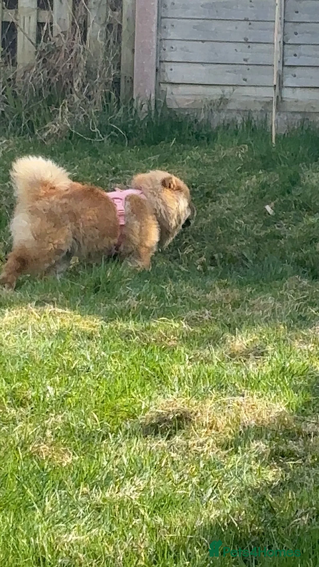 Chow Chow dogs for sale: Red chow chow female  - Advert 3