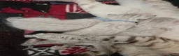Bengal cats for sale: 🌟 Stunning pure bengal snow kittens 🎉 - Advert 10
