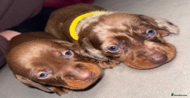 Miniature Dachshund dogs - Advert 8