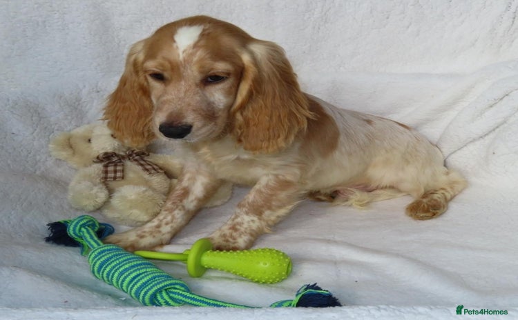 Cocker Spaniel dogs - Advert 13