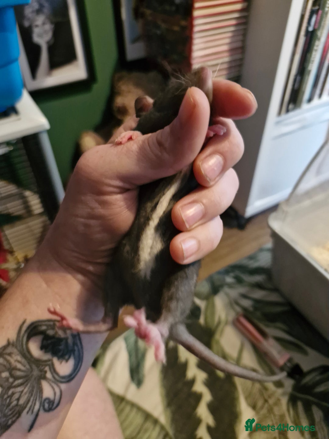 Rat rodents for sale: 6 beautiful Female Rats - Image 9