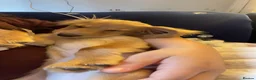 Mixed Breed dogs for sale: Cockapoo apricot  in Crewe - Advert 2