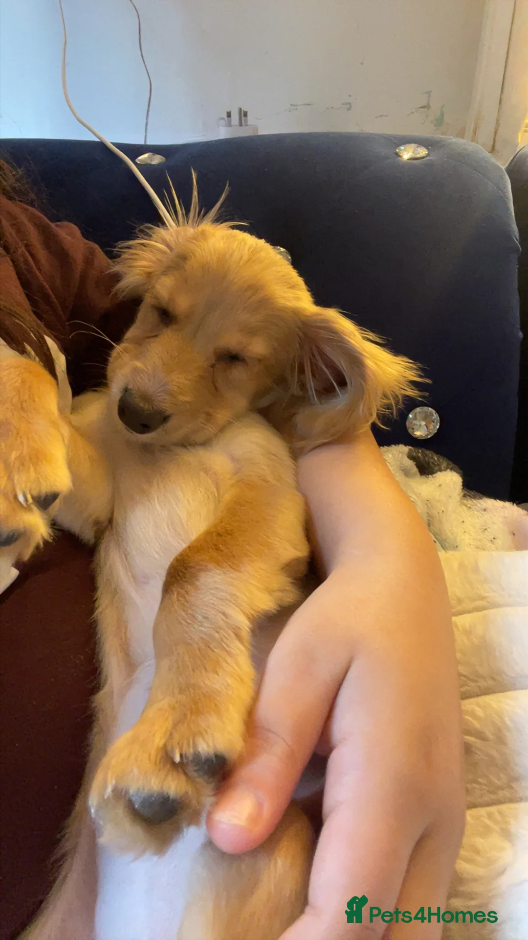 Mixed Breed dogs for sale: Cockapoo apricot  in Crewe - Advert 2