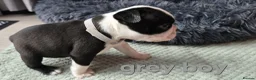 Boston Terrier dogs for sale: ⭐️KC registered beautiful Boston terrier puppies - Advert 21