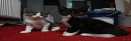 Domestic Shorthair cats for sale: Sweet little kittens looking new homes - Advert 8
